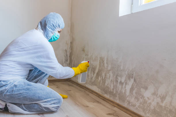 Licensed Mold Removal service in Leonia, NJ - Car Mold Remediation