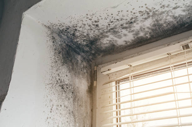 Affordable Mold Removal solutions in Leonia, NJ